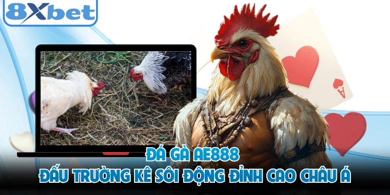 Đá Gà AE888 - Đấu Trường Kê Sôi Động Đỉnh Cao Châu Á